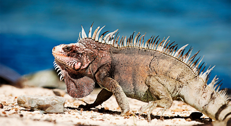 Curacao Drachen Echse Foto Curacao Tourist Board